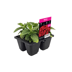 4 Cell Pentas Beehive Lipstick - Pentas lanceolata