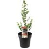 200mm Eucalyptus Baby Blue - Eucalyptus pulverulenta
