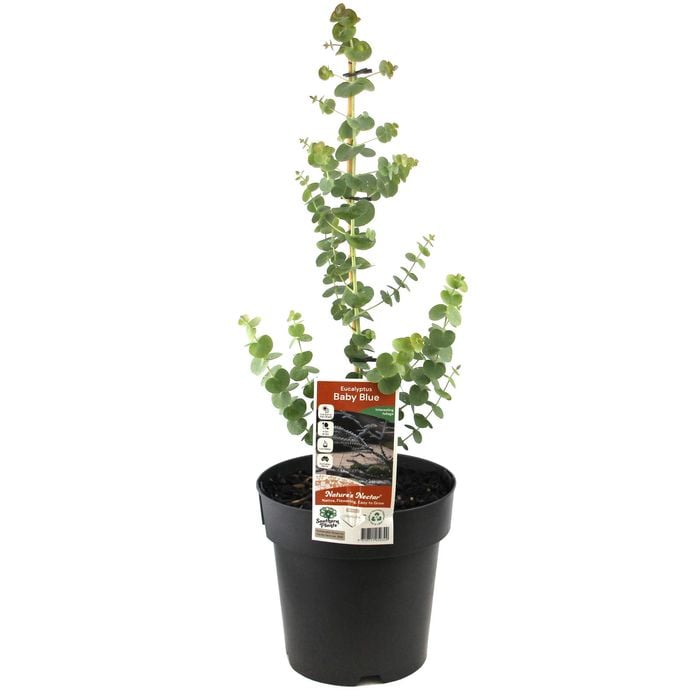 200mm Eucalyptus Baby Blue - Eucalyptus pulverulenta