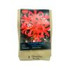 Yarra Valley Bulbs Nerine Fothergilli Major 2 Pack