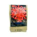 Yarra Valley Bulbs Nerine Fothergilli Major 2 Pack