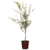 250mm Seiryu Lace Leaf Japanese Maple - Acer Palmatum Dissectum