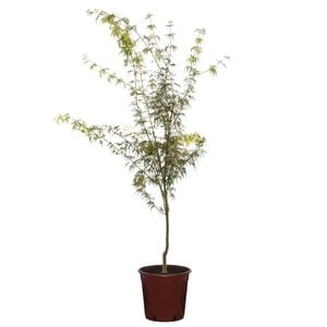 250mm Seiryu Lace Leaf Japanese Maple - Acer Palmatum Dissectum