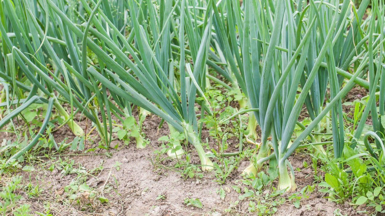Spring onions growing in a garden patch