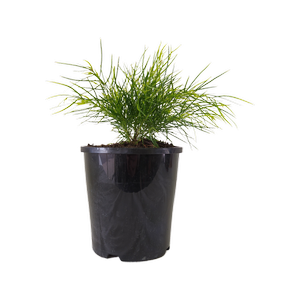 140mm Acacia Limelight - Acacia cognata