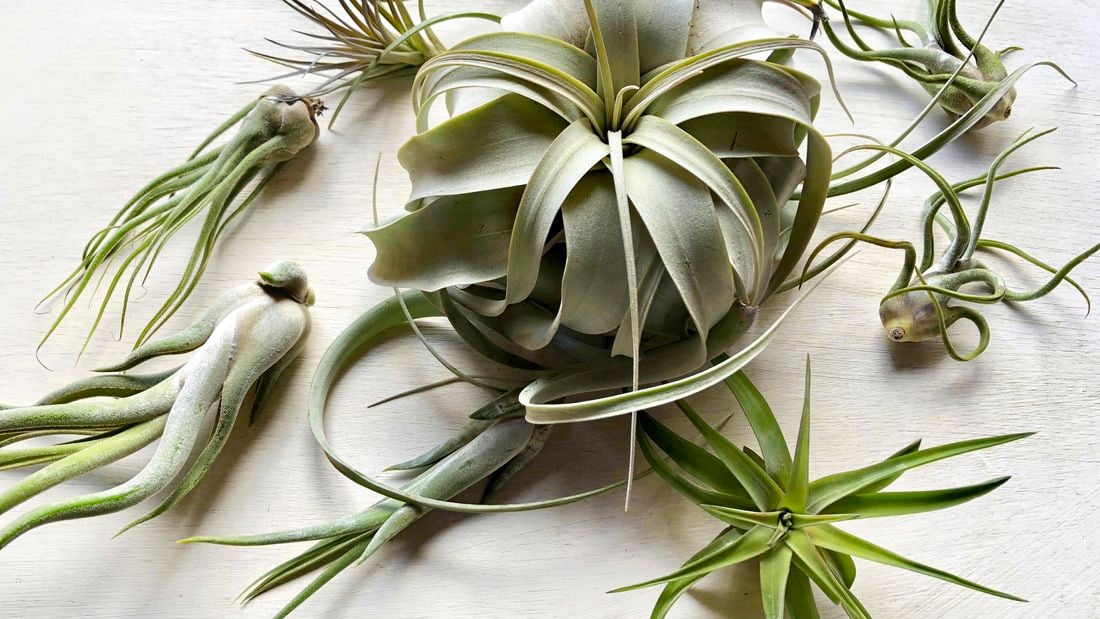 Overhead shot of green air plants with long spiky leaves.