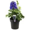 180mm Delphinium Guardian Blue - Delphinium elatum