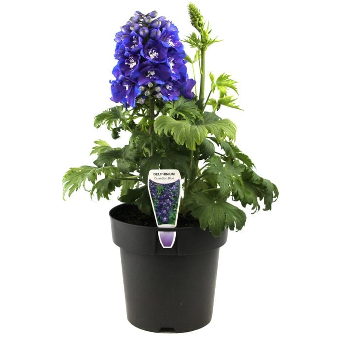 180mm Delphinium Guardian Blue - Delphinium elatum