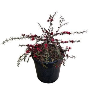 4L Tea Tree - Leptospermum scoparium Red Falls
