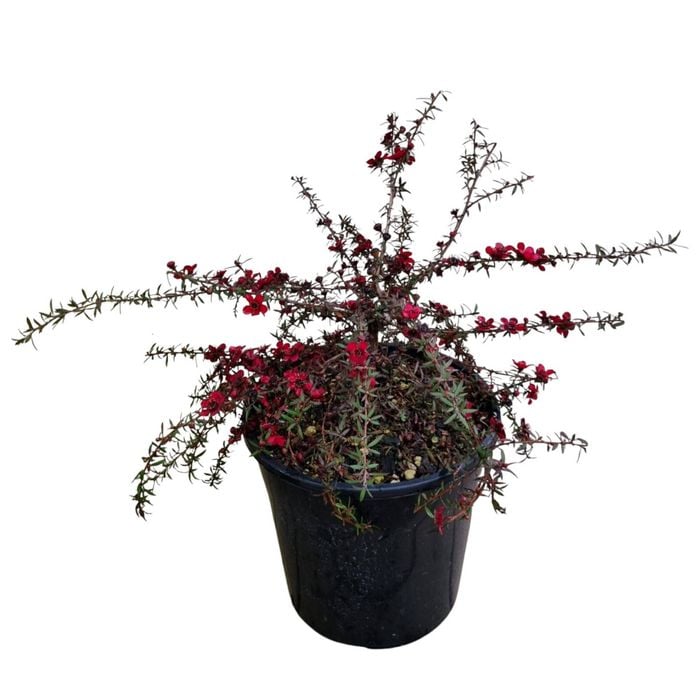 4L Tea Tree - Leptospermum scoparium Red Falls