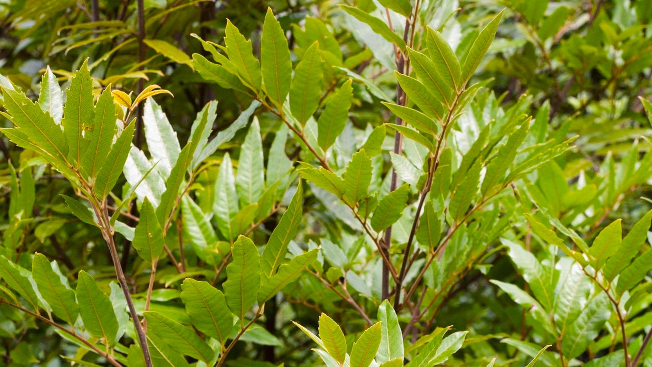 Close up shot of green leaves of a Titoki tree