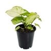 70mm Arrowhead Plant - Syngonium podophyllum Lemon and Lime