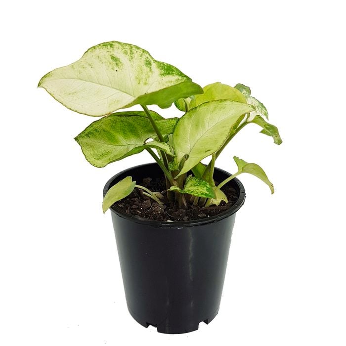 70mm Arrowhead Plant - Syngonium podophyllum Lemon and Lime