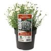 140mm Rhodanthe Paper Daisy - Rhodanthe anthemoides