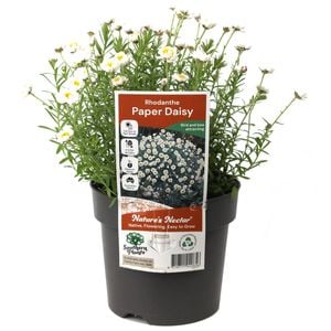 140mm Rhodanthe Paper Daisy - Rhodanthe anthemoides