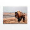 Bison Standing In a Grassy Field  Print 100% Australian Made 120 x 90cm  (Stretched)