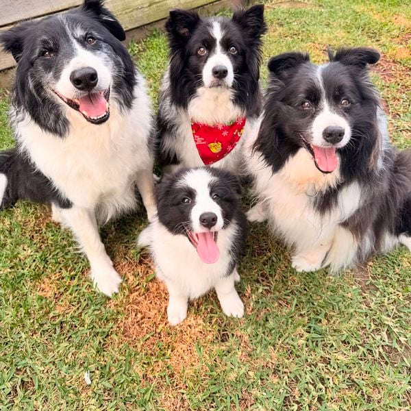 Pets of the month for March 25