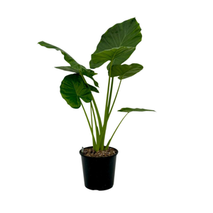 170mm Giant Taro - Alocasia macrorrhizos