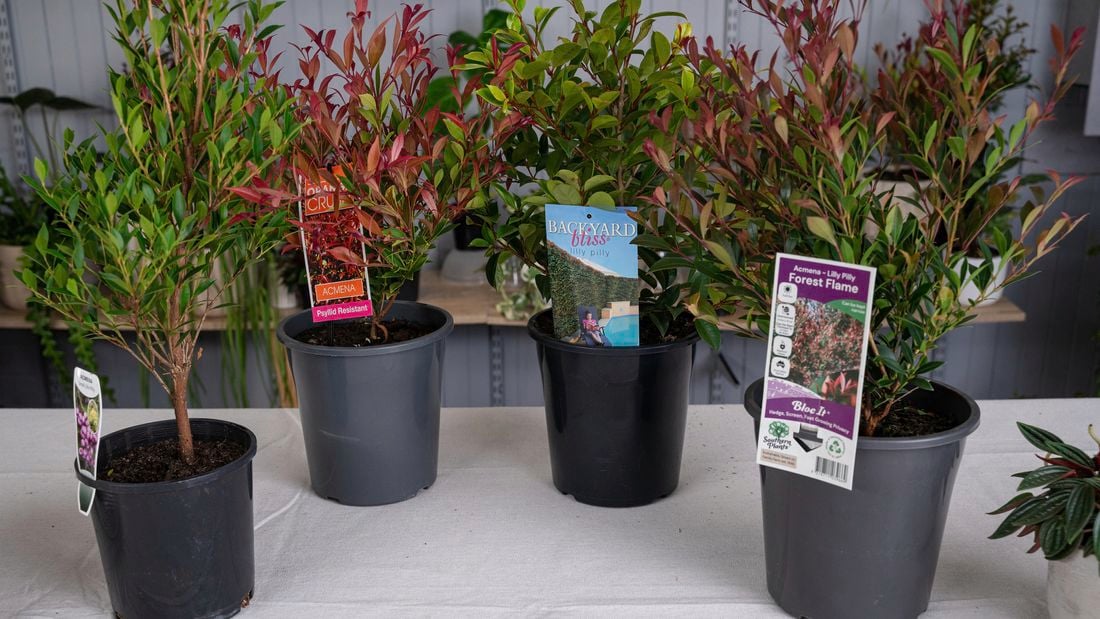 Lilly Pillies: Vibrant Shrubs for Lush Landscapes and Bird-Friendly Gardens