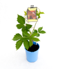 140mm Virginian Creeper - Parthenocissus quinquefol