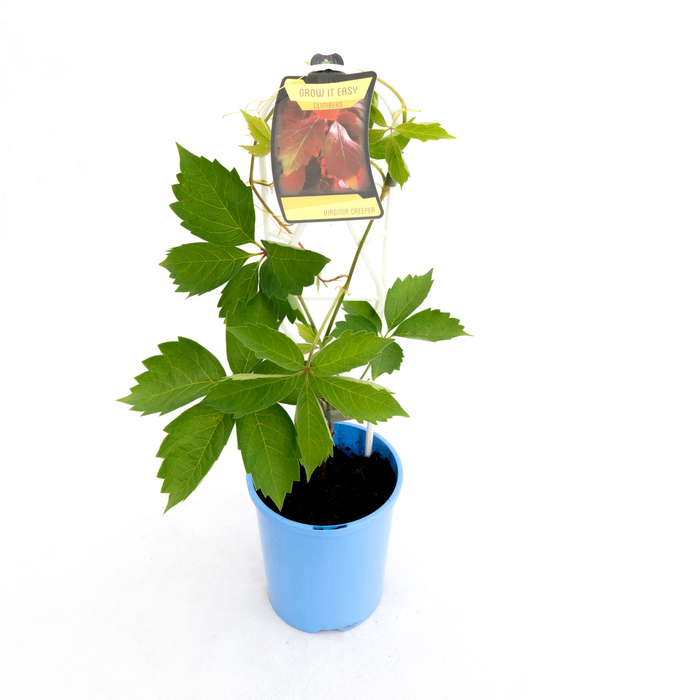 140mm Virginian Creeper - Parthenocissus quinquefol