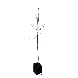 15L Maple - Acer palmatum Bloodgood