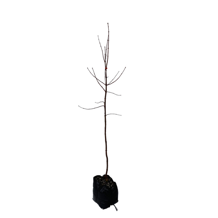15L Maple - Acer palmatum Bloodgood