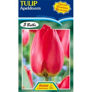 Tulip Apeldoorn - 5 Bulbs