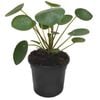 120mm Chinese Money Plant - Pilea peperomioides