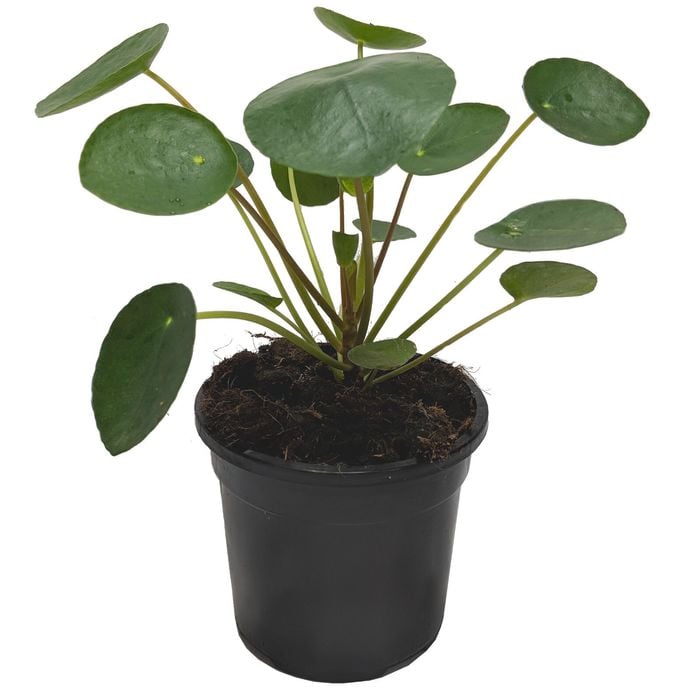 120mm Chinese Money Plant - Pilea peperomioides