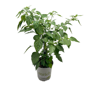 170mm Chilli Fire Flame Red - Capsicum anuum