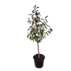 30L Lemon Fragrant - Michelia hybrid