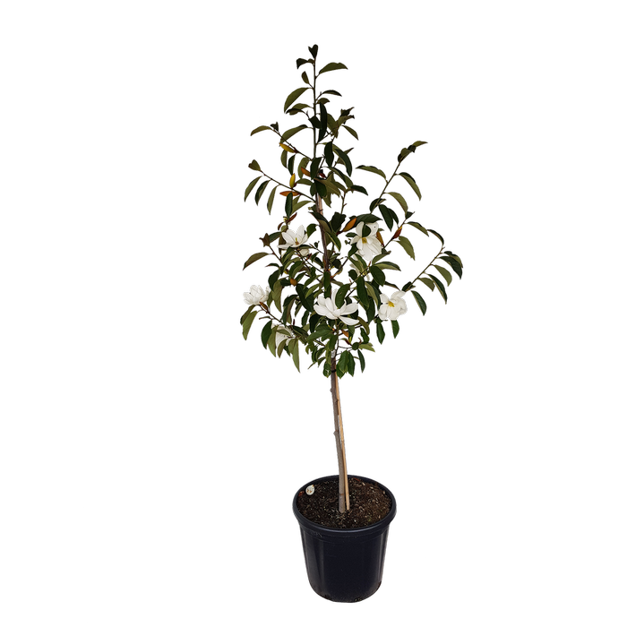 30L Lemon Fragrant - Michelia hybrid