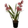 180mm Cymbidium Orchid - Cymbidium x hybrida