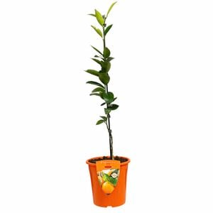 Plant Citrus Mandarin Encore Dwarf 3.5L