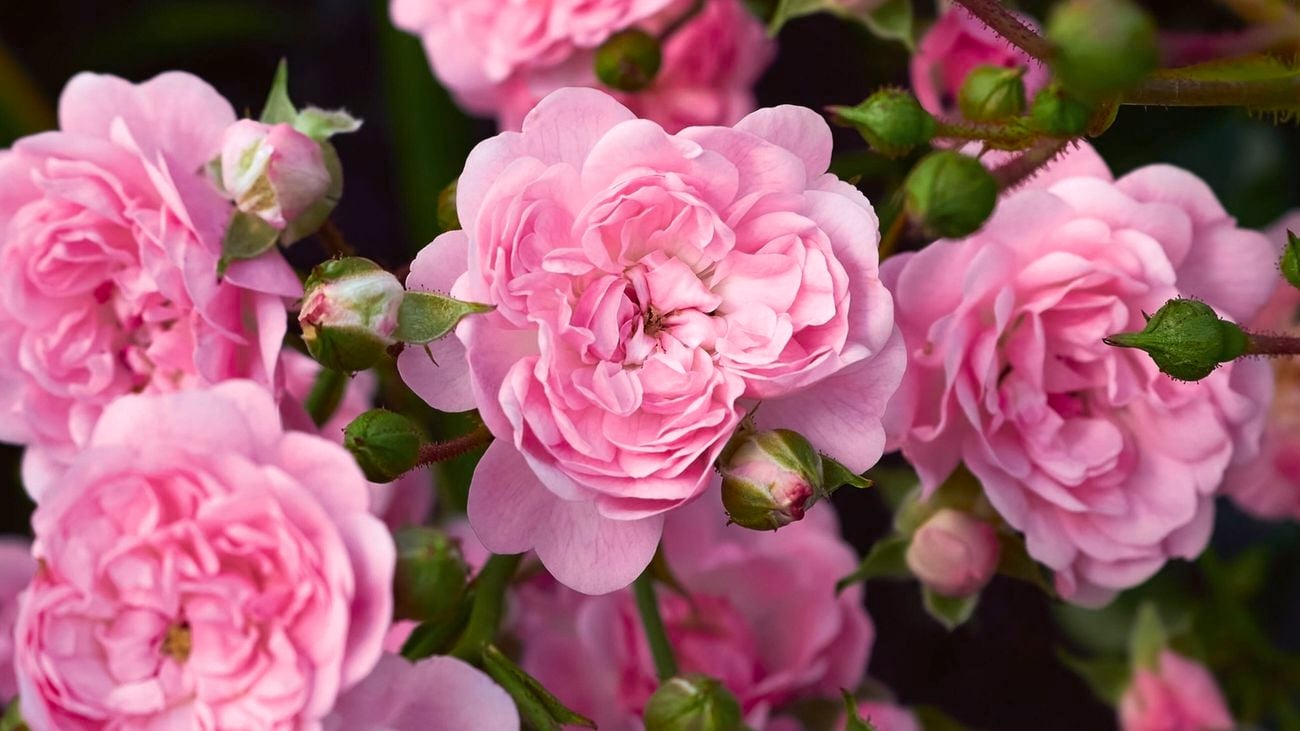 Pink roses growing in the garden in full bloom