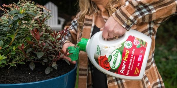 Person pouring liquid fertiliser into a cap next to an outdoor potted flowering plant.