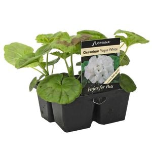 4 Cell Geranium Vogue White - Pelargonium hortorum - Perfect 4 Pots Range