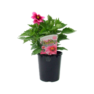  1.5L Dalaya Yogi Dahlia - Dahlia hybrida