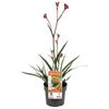 140mm Bush Crystal Kangaroo Paw - Anigozanthos hybrid