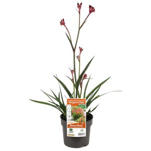 140mm Bush Crystal Kangaroo Paw - Anigozanthos hybrid