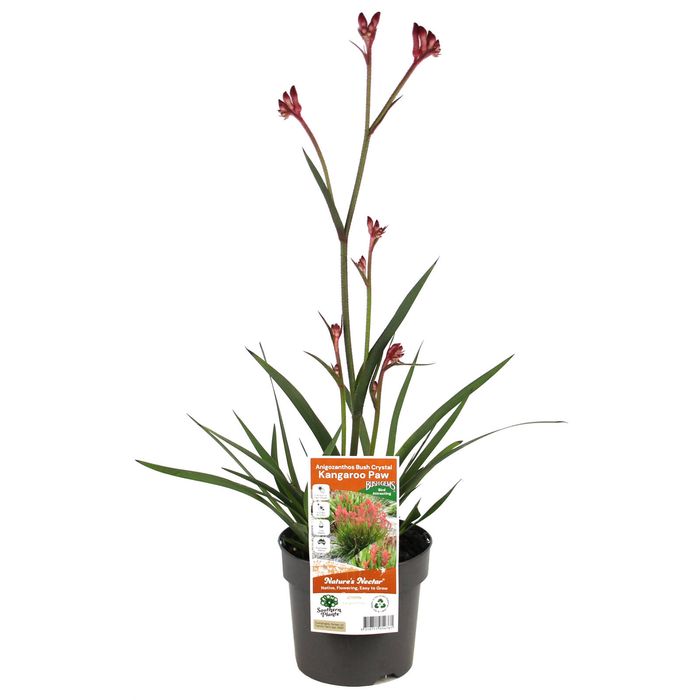 140mm Bush Crystal Kangaroo Paw - Anigozanthos hybrid