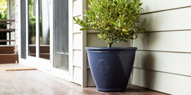 potted plants