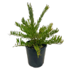140mm Grevillea Bonnie Prince Charlie - Grevillea alpina x
