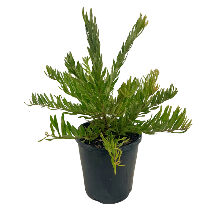 140mm Grevillea Bonnie Prince Charlie - Grevillea alpina x