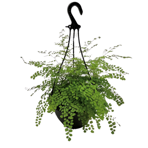 200mm Valley Mist Maidenhair Fern - Adiantum aethiopicum in Hanging Basket