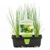 Punnet Leek - Allium Ampeloprasum 
