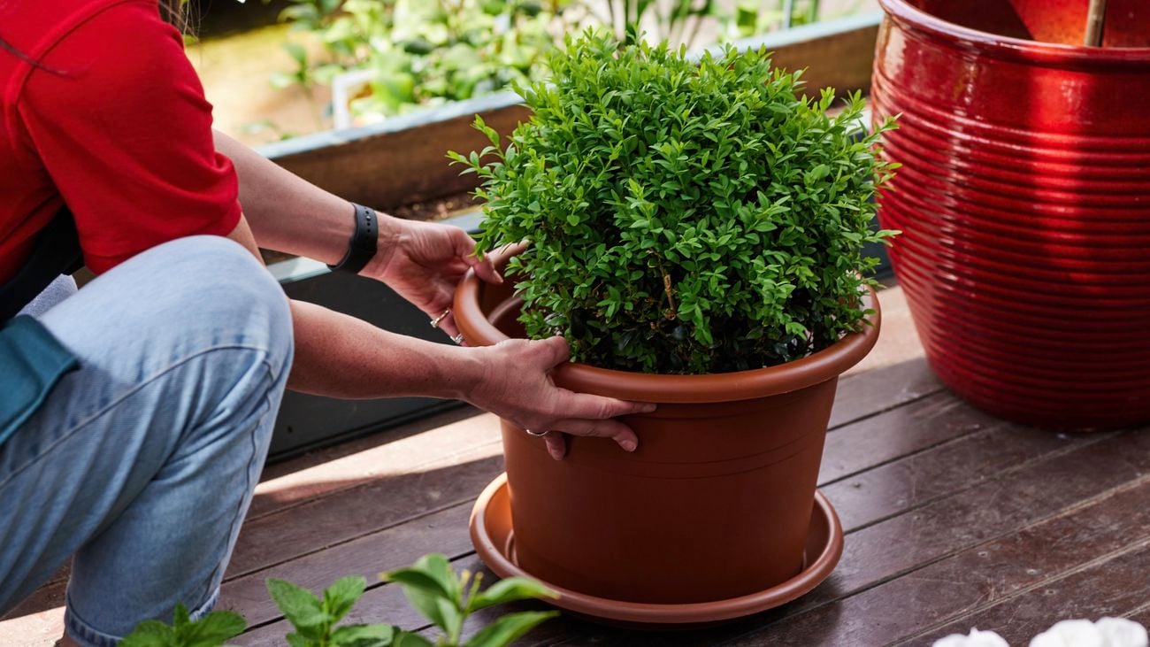 A Bunnings Team Member holding a pot with a plant in it