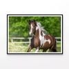 Brown & White Stallion Running  Print 100% Australian Made 90x60cm  (Poster)