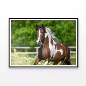 Brown & White Stallion Running  Print 100% Australian Made 90x60cm  (Poster)